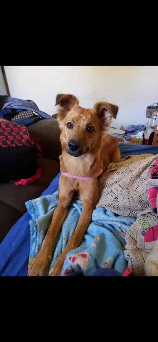 Cachorro raça SRD-ViraLata idade 5 anos nome Luna