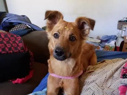 Cachorro raça SRD-ViraLata idade 5 anos nome Luna
