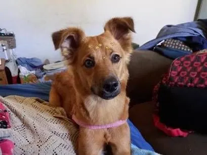 Cachorro raça SRD-ViraLata idade 5 anos nome Luna
