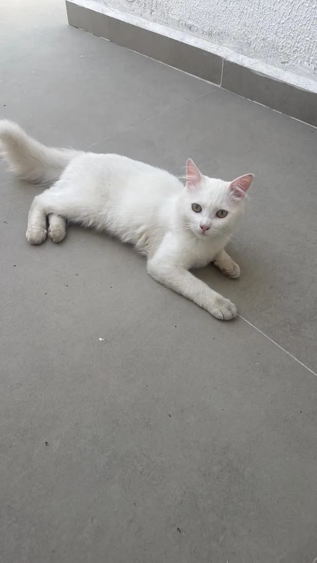 Gato raça SRD-ViraLata idade 7 a 11 meses nome Azedo