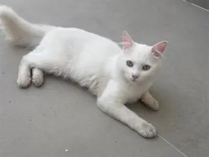 Gato raça SRD-ViraLata idade 7 a 11 meses nome Azedo