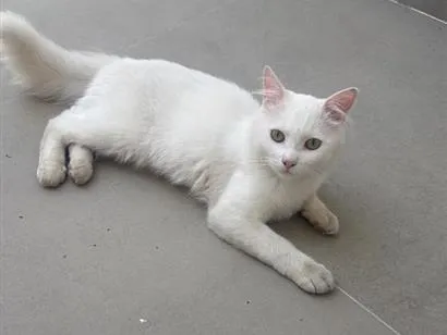Gato raça SRD-ViraLata idade 7 a 11 meses nome Azedo