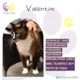 Valentim