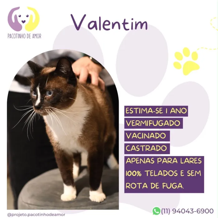 Gato raça Siamês idade 1 ano nome Valentim