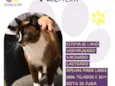 Valentim