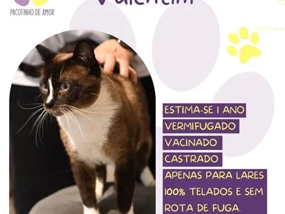 Gato raça Siamês idade 1 ano nome Valentim