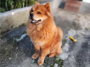 Cachorro raça SRD-ViraLata idade 6 ou mais anos nome SCARLET