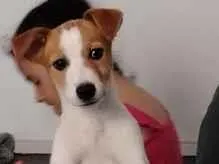 Cachorro raça SRD-ViraLata idade 2 a 6 meses nome sem nome