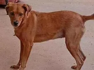 Cachorro raça SRD-ViraLata idade 2 anos nome pandora