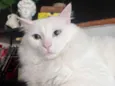 Gordinho