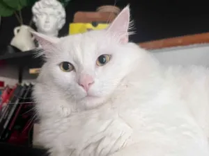 Gato raça SRD-ViraLata idade 5 anos nome Gordinho