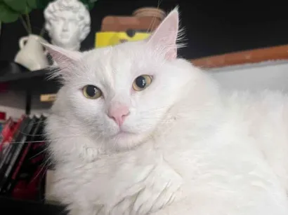 Gato raça SRD-ViraLata idade 5 anos nome Gordinho