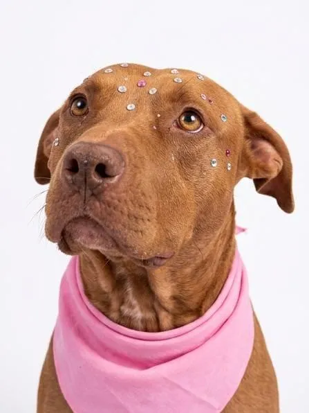 Cachorro raça Pit-Bull idade 2 anos nome Athena