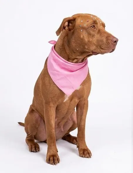 Cachorro raça Pit-Bull idade 2 anos nome Athena