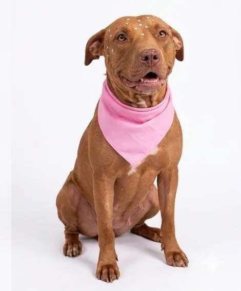Cachorro raça Pit-Bull idade 2 anos nome Athena