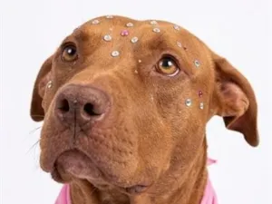 Cachorro raça Pit-Bull idade 2 anos nome Athena