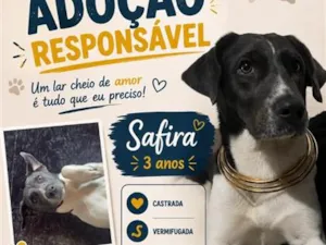 Cachorro raça SRD-ViraLata idade 3 anos nome Safira