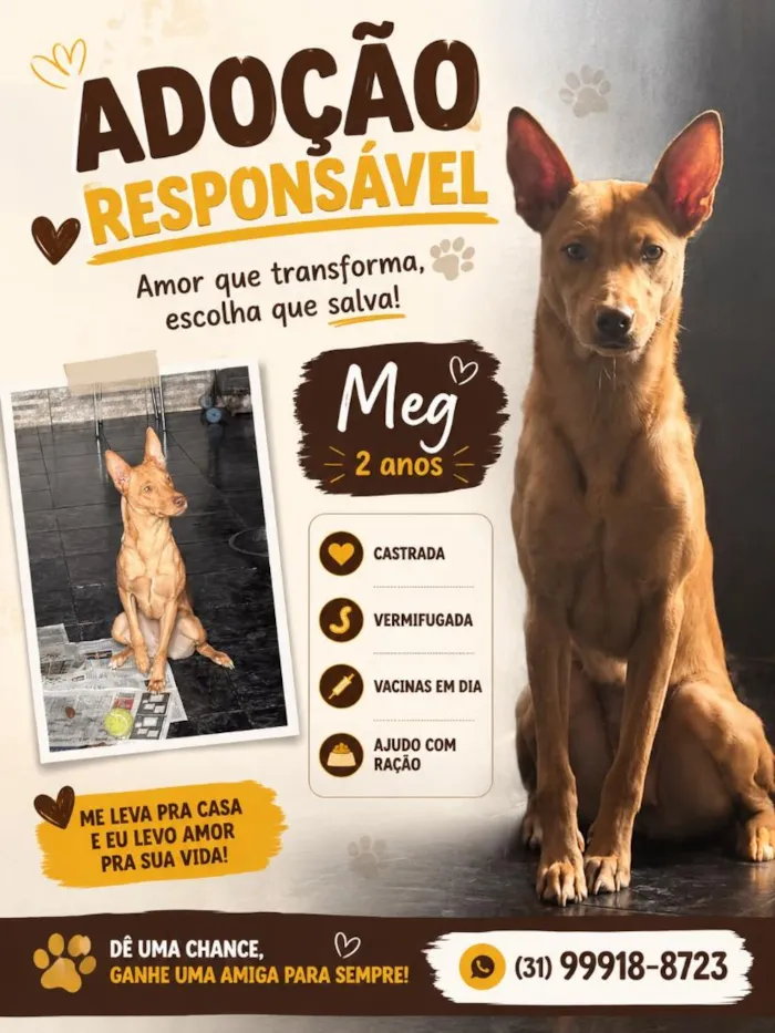 Cachorro raça SRD-ViraLata idade 2 anos nome Meg