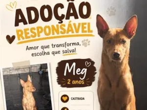 Cachorro raça SRD-ViraLata idade 2 anos nome Meg