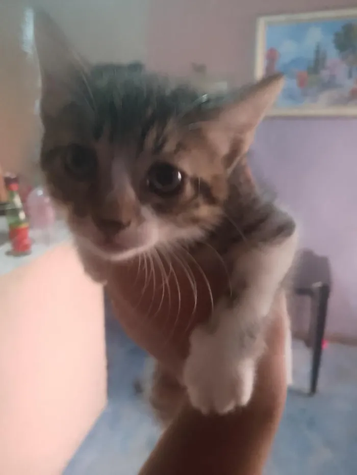 Gato raça SRD-ViraLata idade 2 a 6 meses nome Chimmy e Cooky