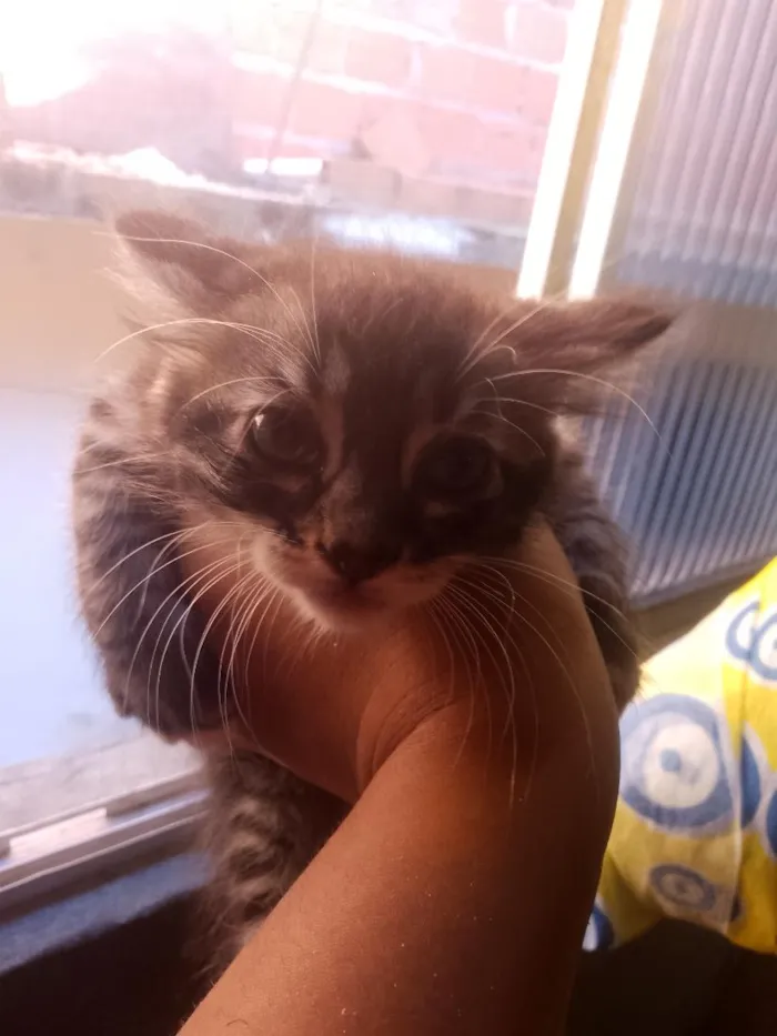 Gato raça SRD-ViraLata idade 2 a 6 meses nome Chimmy e Cooky