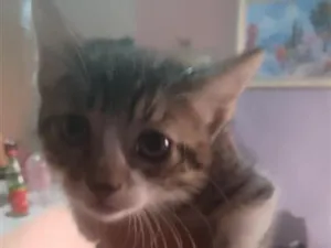 Gato raça SRD-ViraLata idade 2 a 6 meses nome Chimmy e Cooky