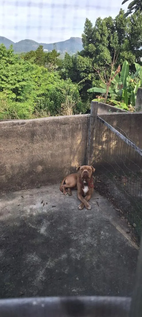 Cachorro raça American Bully idade 4 anos nome Growlithe