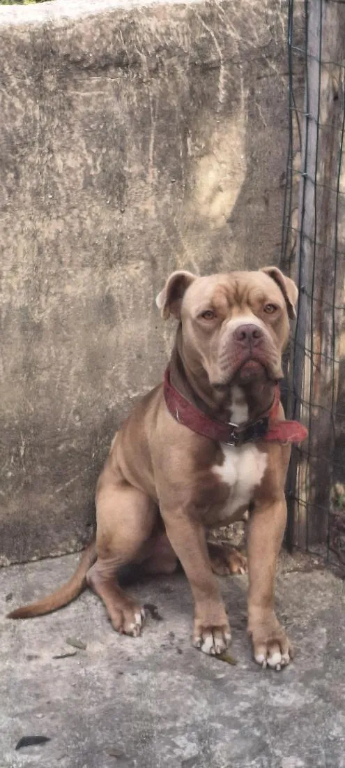 Cachorro raça American Bully idade 4 anos nome Growlithe