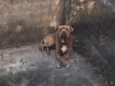 Growlithe