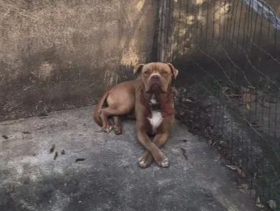 Cachorro raça American Bully idade 4 anos nome Growlithe