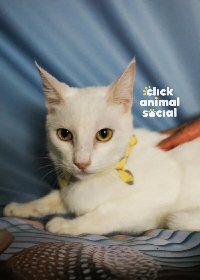 Gato raça SRD-ViraLata idade 1 ano nome Heitor 