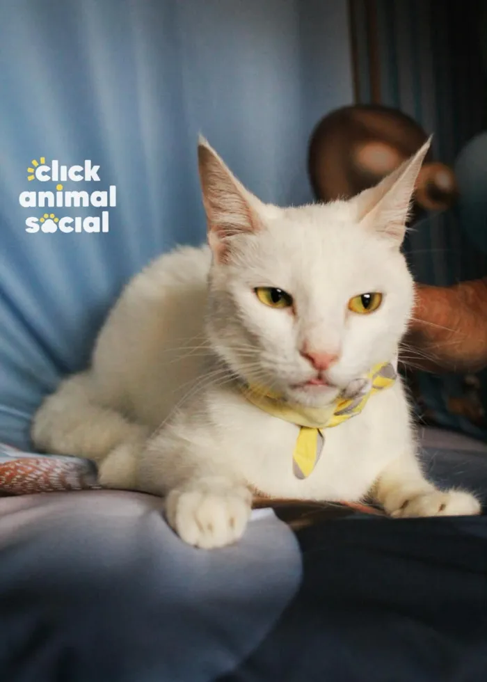 Gato raça SRD-ViraLata idade 1 ano nome Heitor 