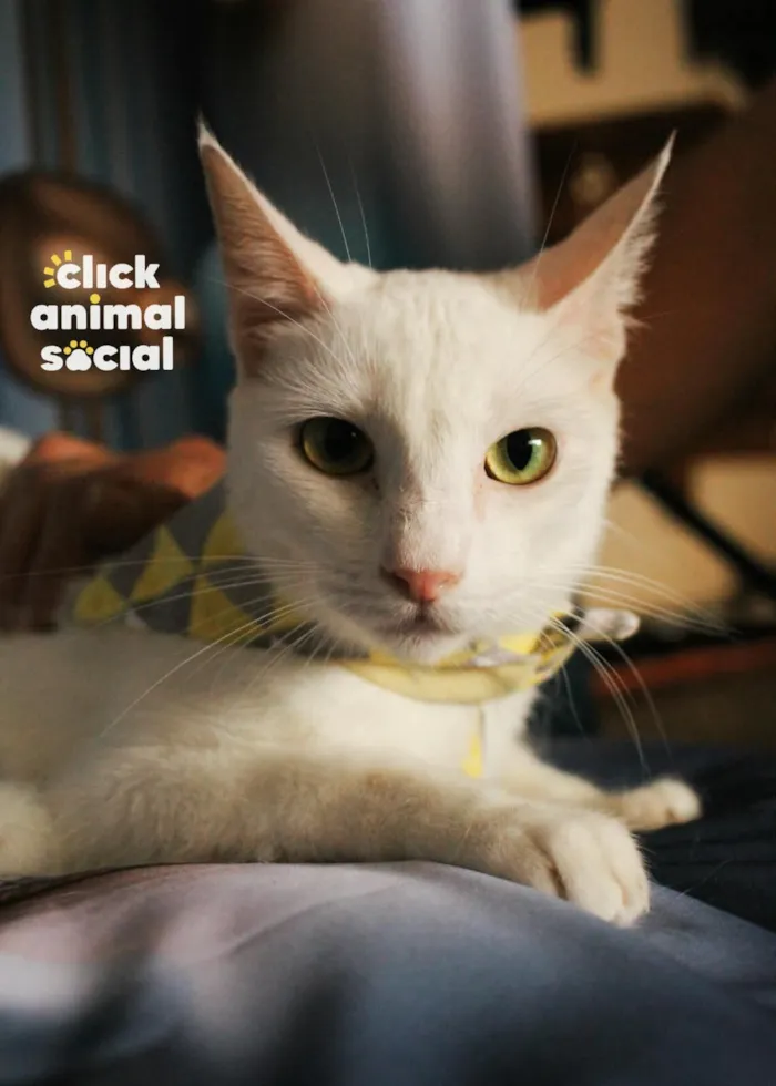 Gato raça SRD-ViraLata idade 1 ano nome Heitor 