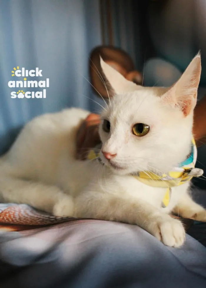 Gato raça SRD-ViraLata idade 1 ano nome Heitor 