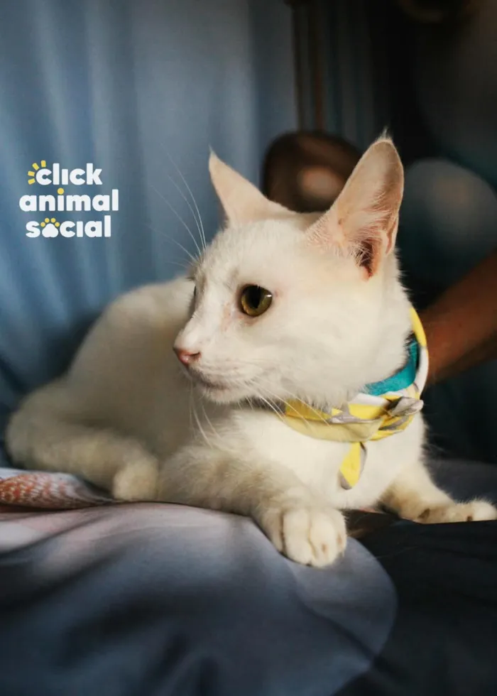 Gato raça SRD-ViraLata idade 1 ano nome Heitor 