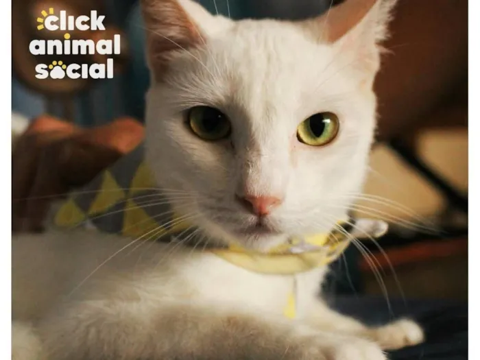 Gato raça SRD-ViraLata idade 1 ano nome Heitor 