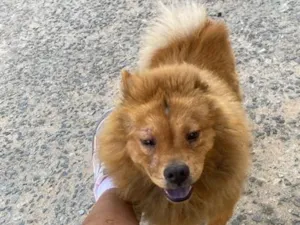 Cachorro raça Rottweiler idade 6 ou mais anos nome Luck 
