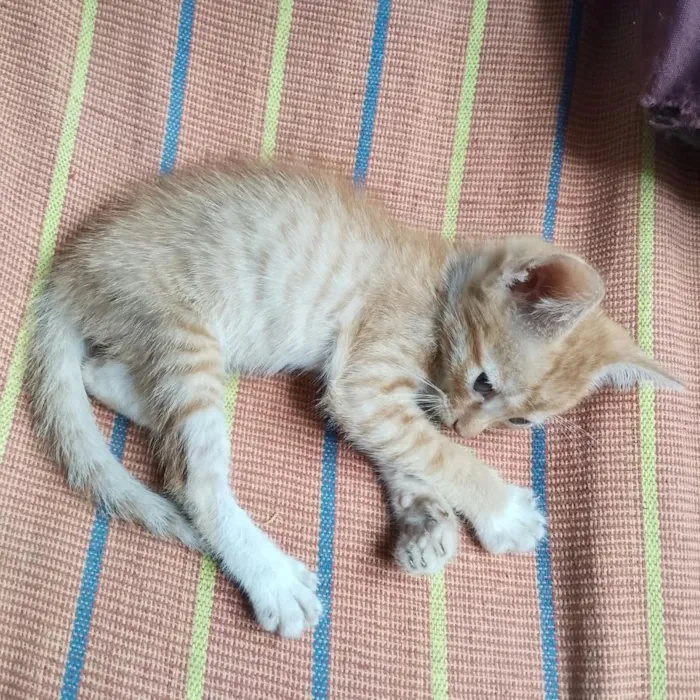 Gato raça SRD-ViraLata idade 2 a 6 meses nome Ambrósio 