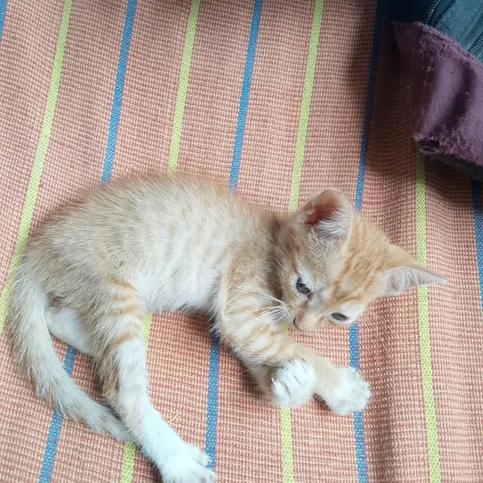 Gato raça SRD-ViraLata idade 2 a 6 meses nome Ambrósio 