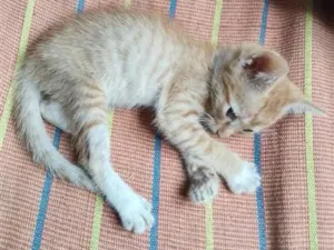 Gato raça SRD-ViraLata idade 2 a 6 meses nome Ambrósio 