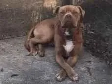 Cachorro raça American Bully idade 4 anos nome Growlithe