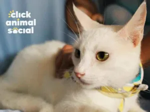 Gato raça SRD-ViraLata idade 1 ano nome Heitor 