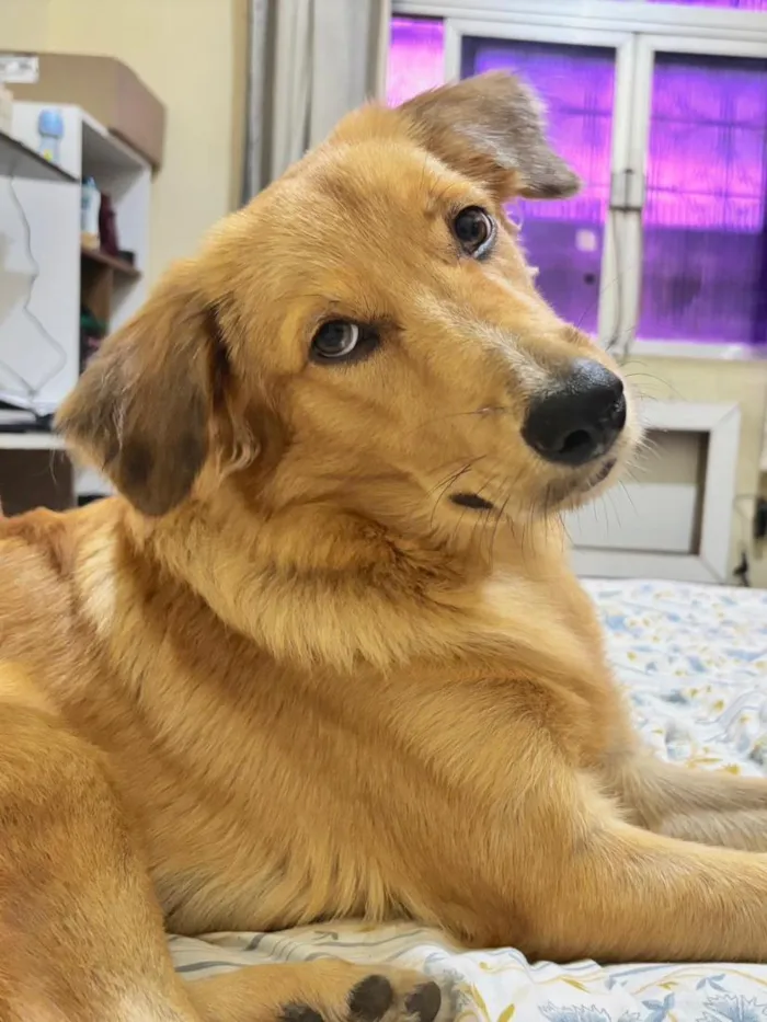 Cachorro raça SRD-ViraLata idade 7 a 11 meses nome Marley