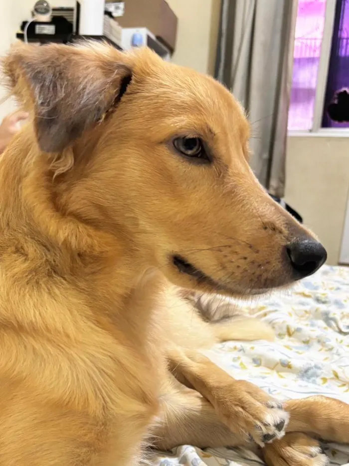 Cachorro raça SRD-ViraLata idade 7 a 11 meses nome Marley
