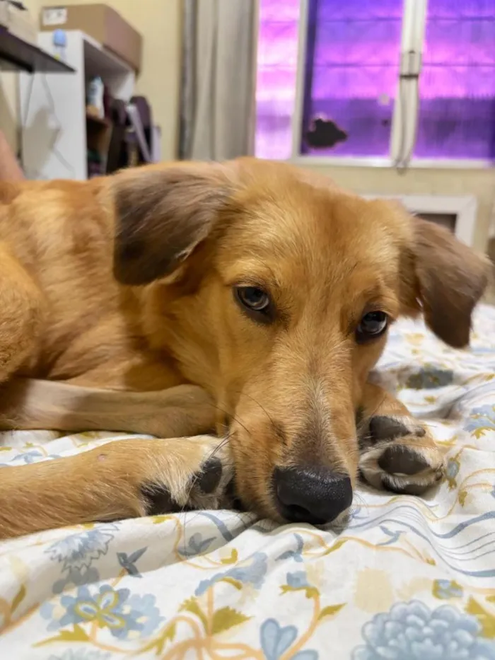 Cachorro raça SRD-ViraLata idade 7 a 11 meses nome Marley