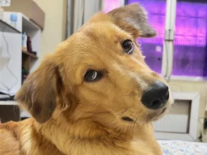 Cachorro raça SRD-ViraLata idade 7 a 11 meses nome Marley