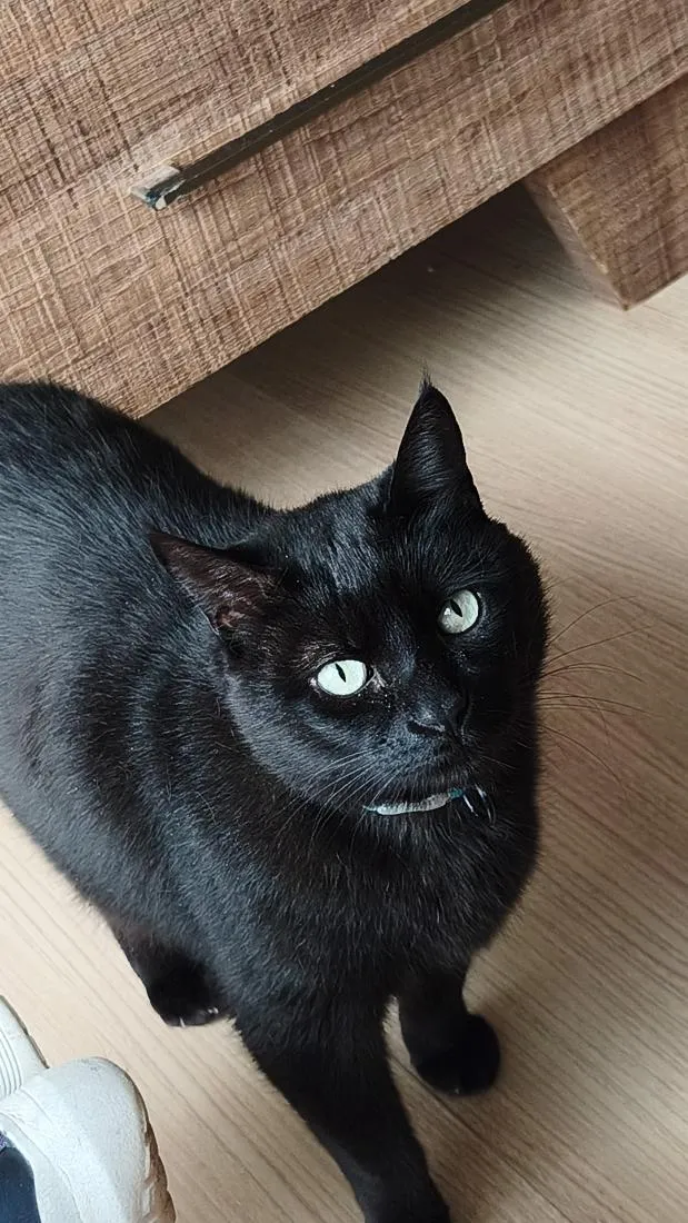 Gato raça SRD-ViraLata idade 6 ou mais anos nome Apolo