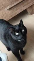 Apolo
