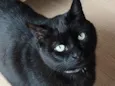 Apolo