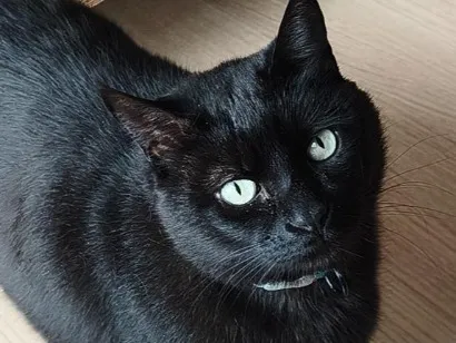 Gato raça SRD-ViraLata idade 6 ou mais anos nome Apolo